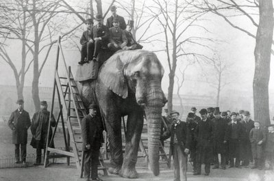 Jumbo bij de rijstappen ZSL London Zoo, waarschijnlijk maart 1882 door English Photographer